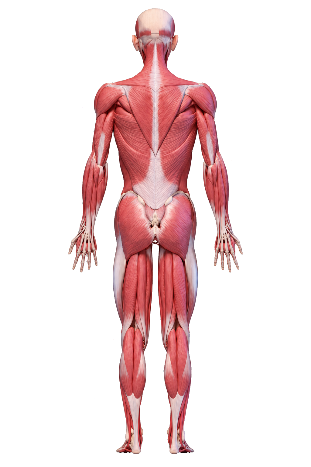 Body Back View